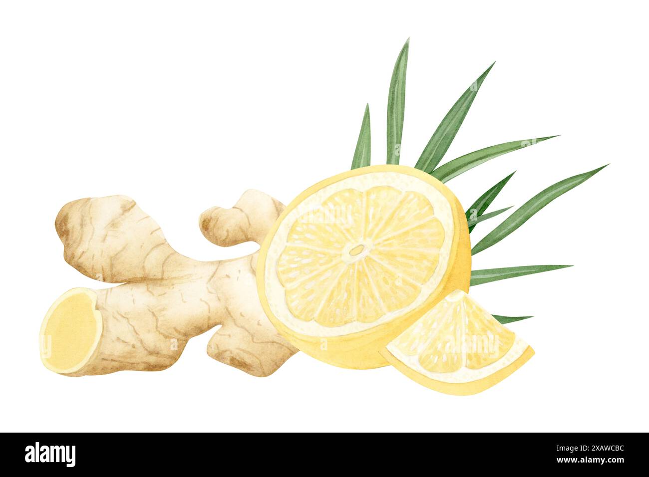 Watercolor lemons with raw ginger roots and leaves watercolor ...