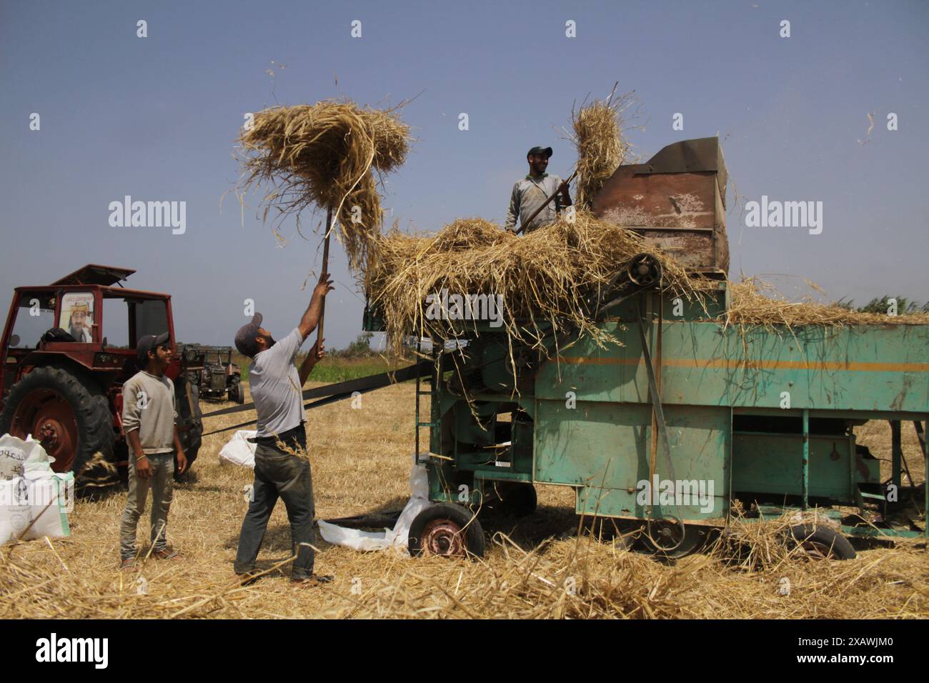 Akkar, Lebanon. 8th June, 2024. Farmers harvest wheat in Akkar, Lebanon