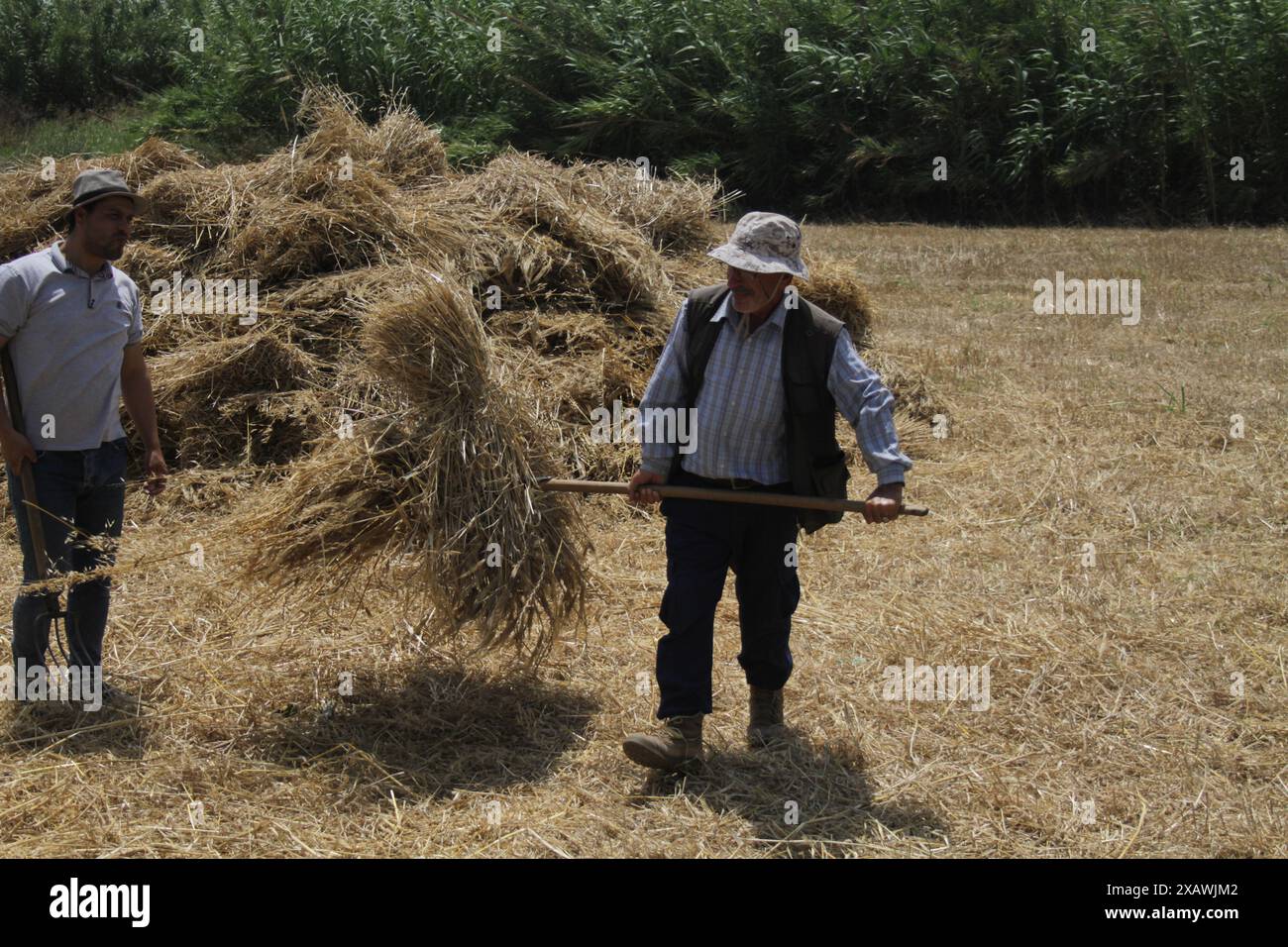 Akkar, Lebanon. 8th June, 2024. Farmers harvest wheat in Akkar, Lebanon