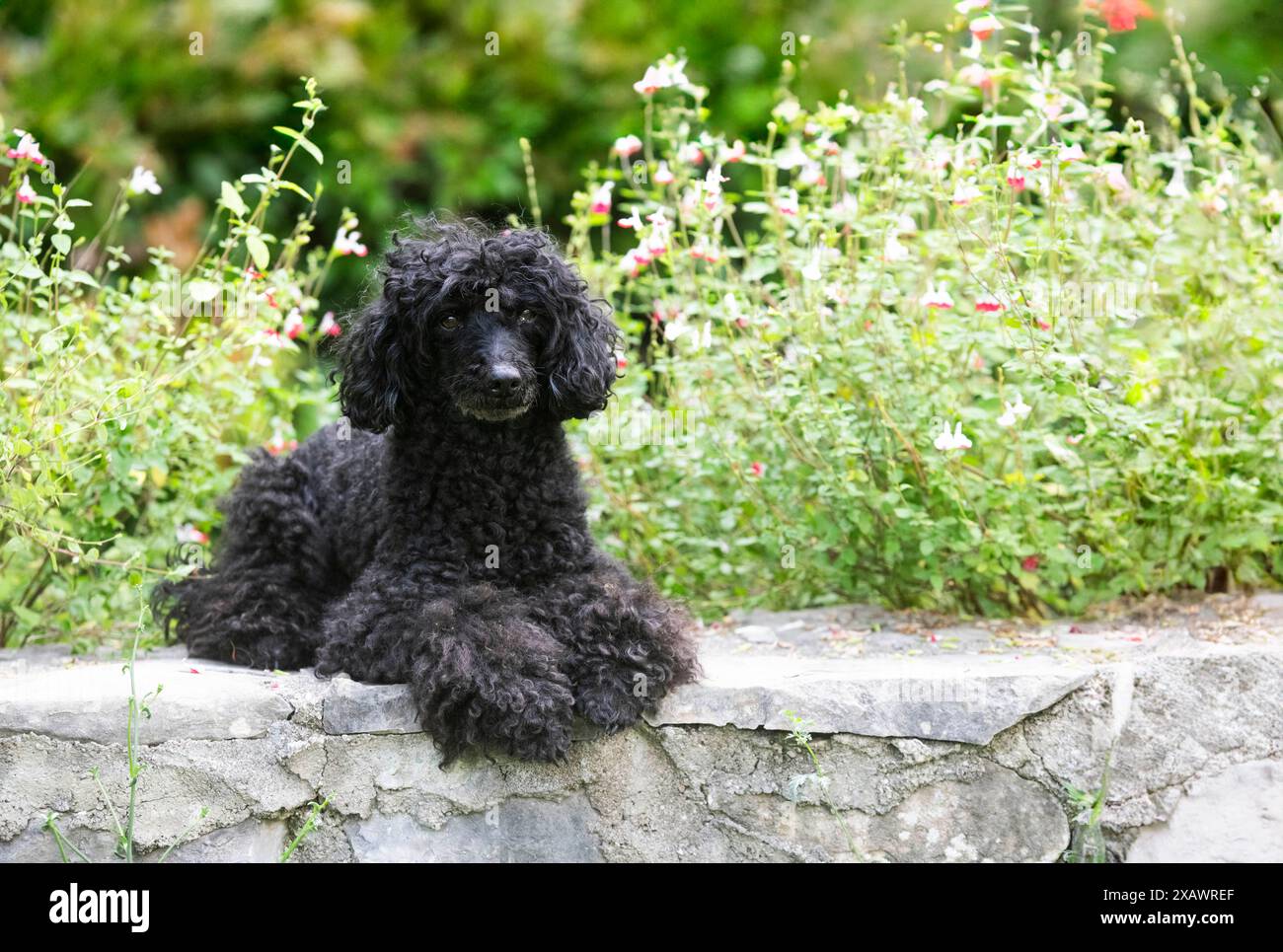 black poodle in front of garden background Stock Photo - Alamy