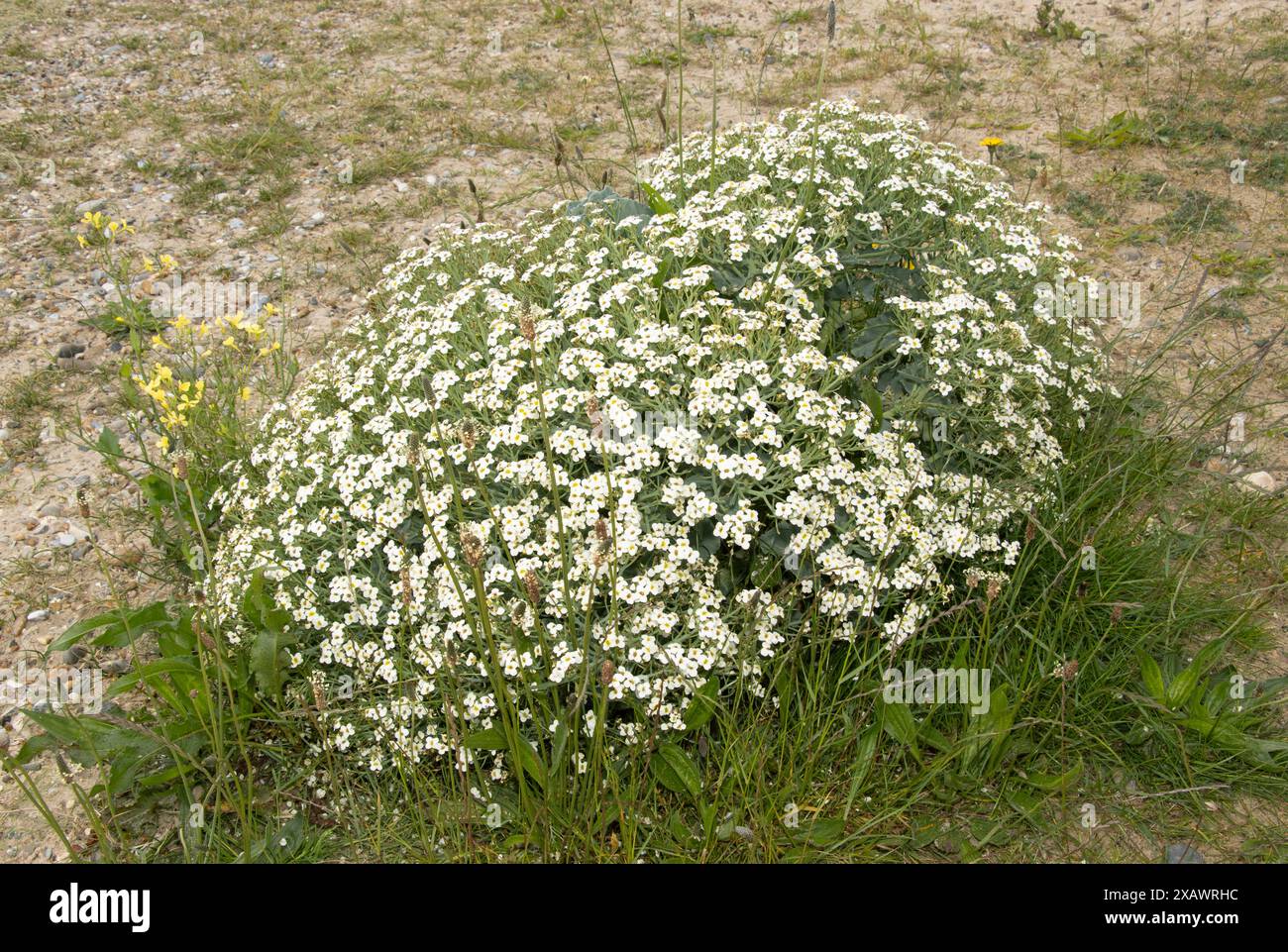 The Sea Kale Or Scurvy Grass Is A Salt Resistant Coastal Plant That 