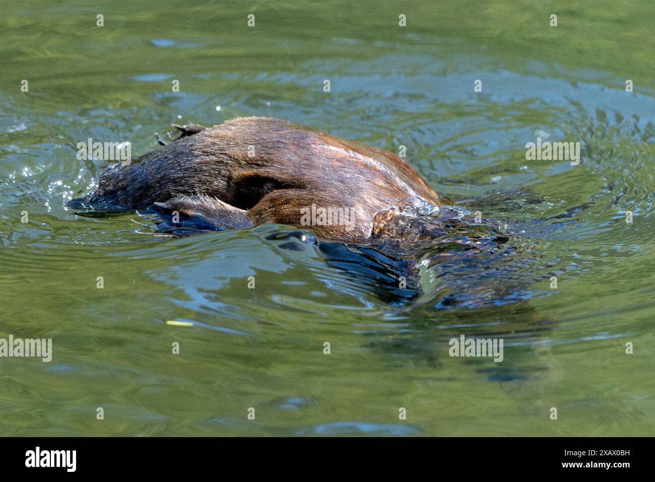 Platypus (Ornithorhynchus anatinus) diving, Tyenna River, Mount Field