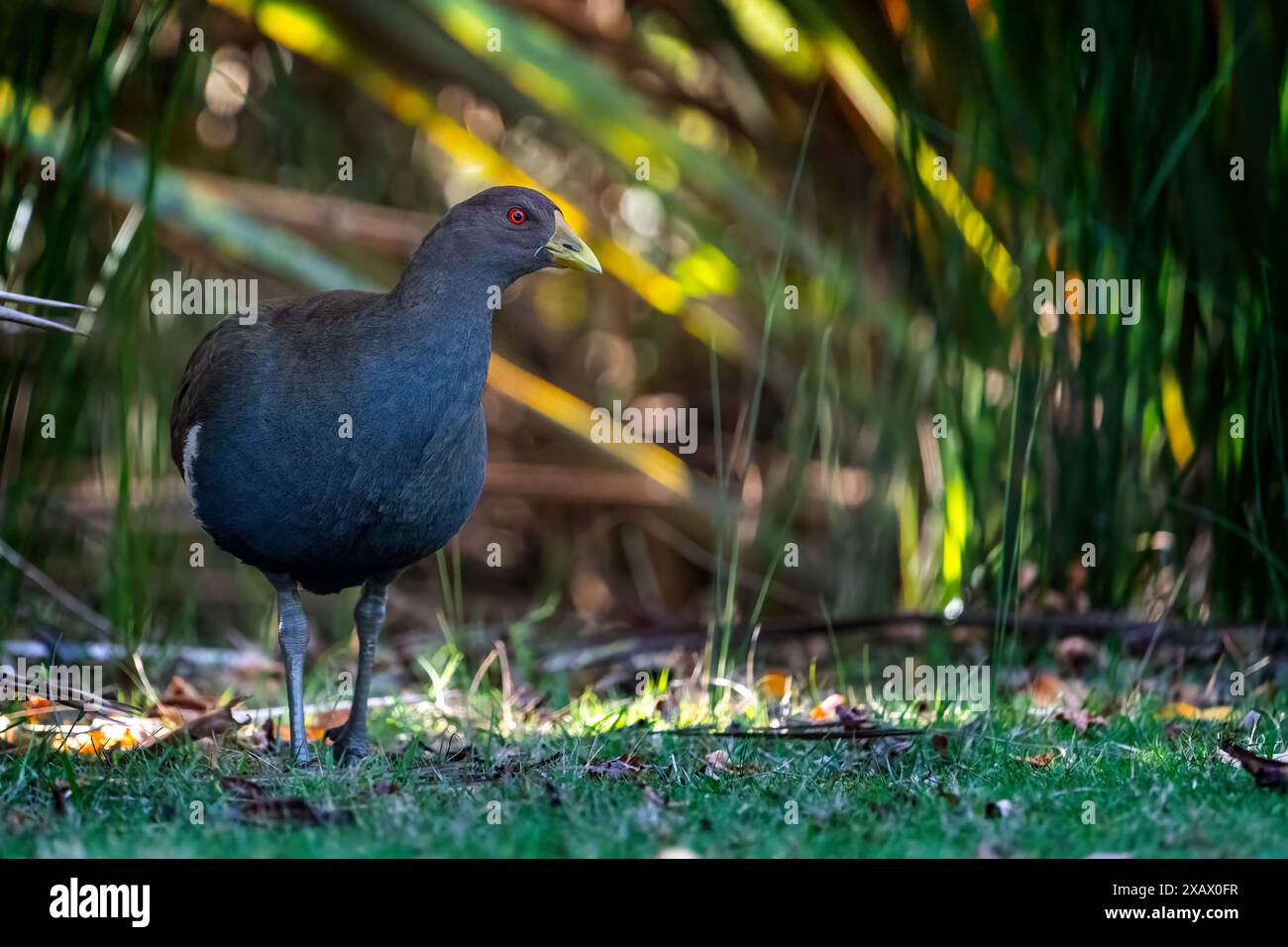 Tasmania Bush Reeds Tasmanian nativehen (Tribonyx mortierii) walking out of reeds, Latrobe ...