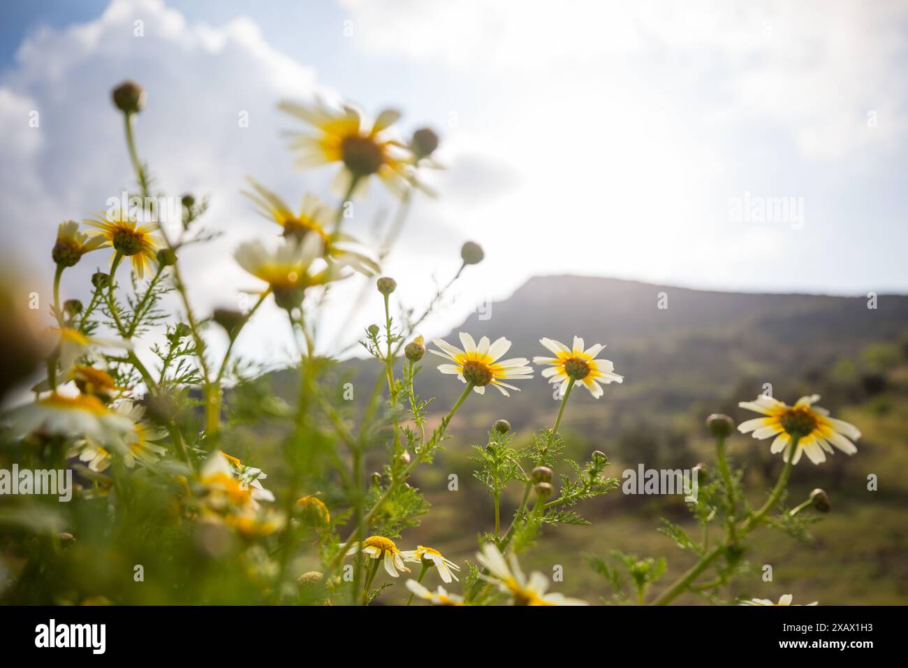 Chamomiles in the sunny meadow Stock Photo - Alamy