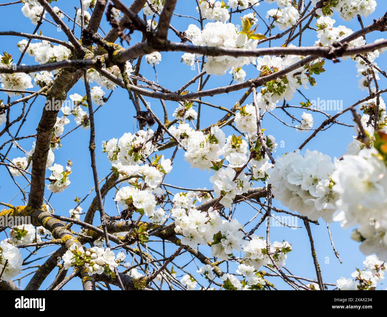white blossoms of cherry on branches of old tree on sunny spring day Stock Photo