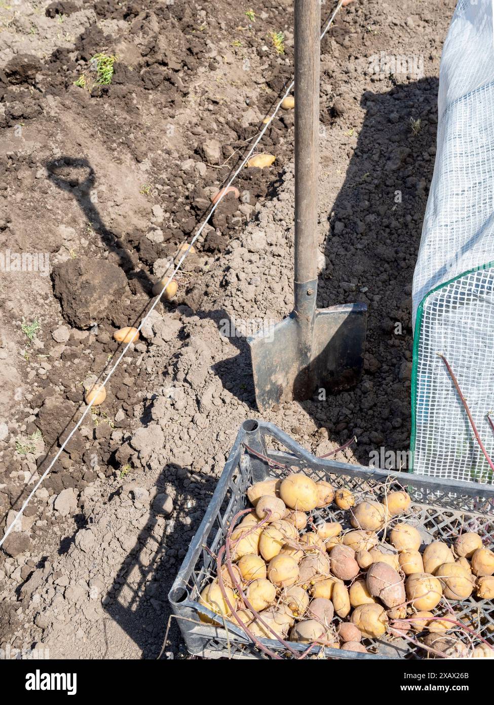sprouted potato tubers in box near dug garden bed with planted potato ...