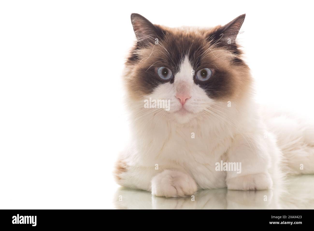 Beautiful young healthy Ragdoll cat isolated on a white background ...