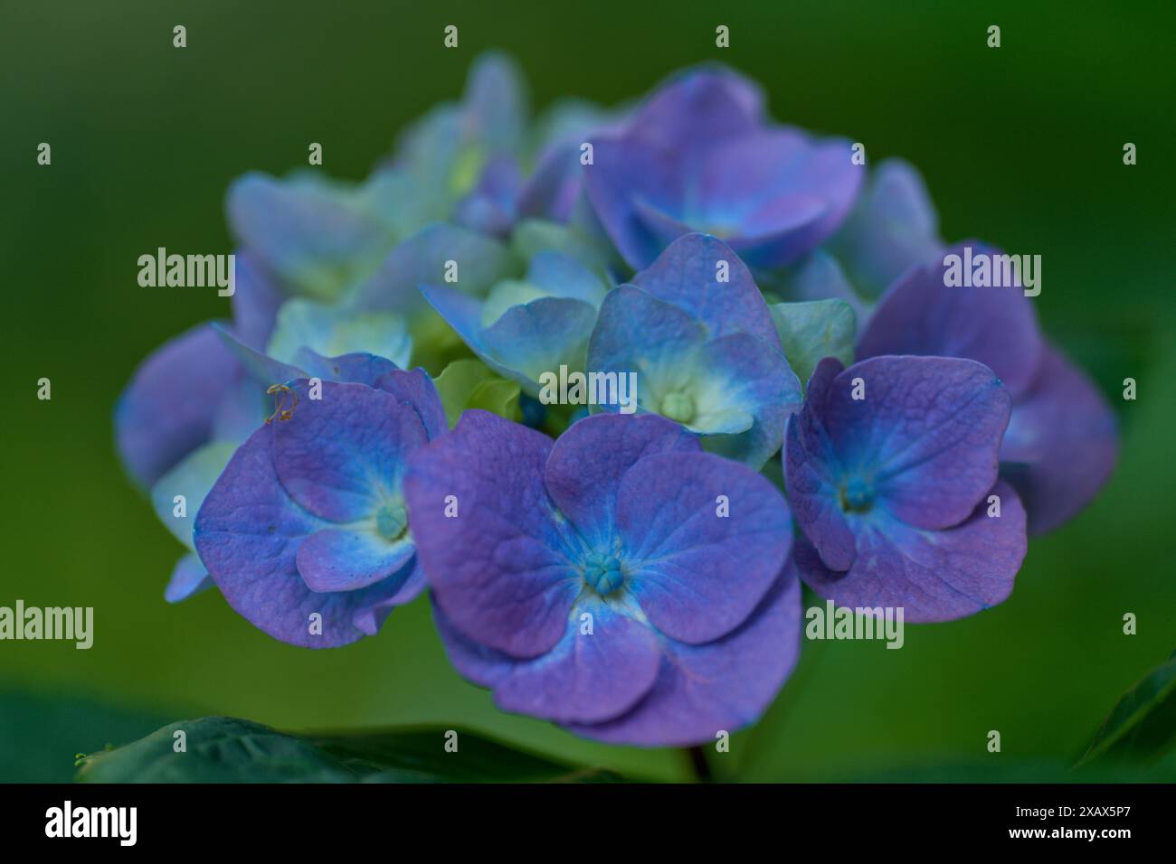 Lush colorful hydrangea blossom close up Stock Photo