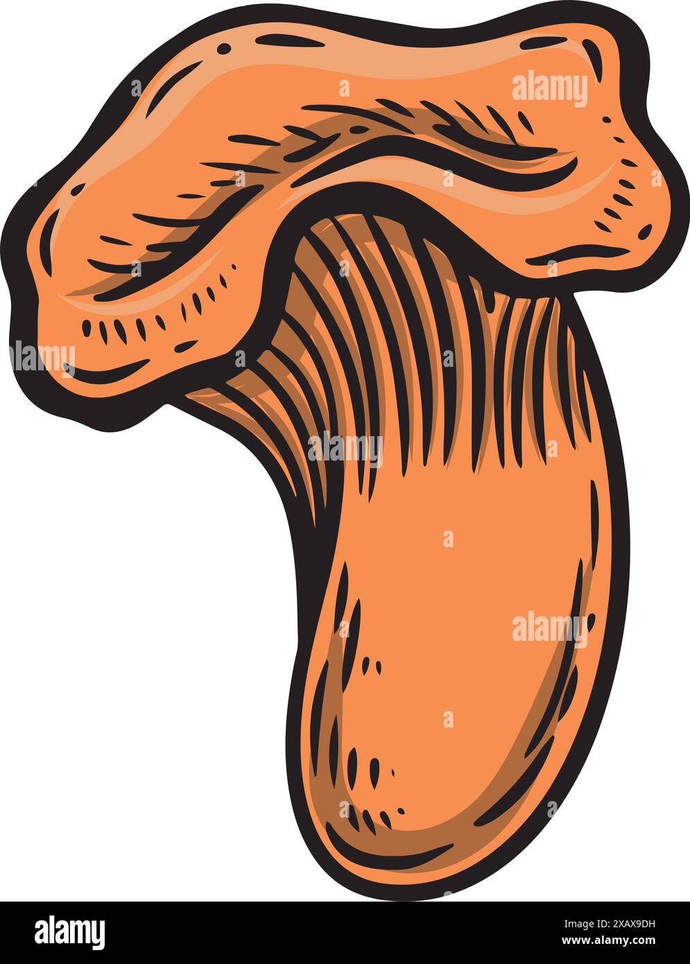 Engraved chantarell mushroom line drawing vector illustration. Stock Vector