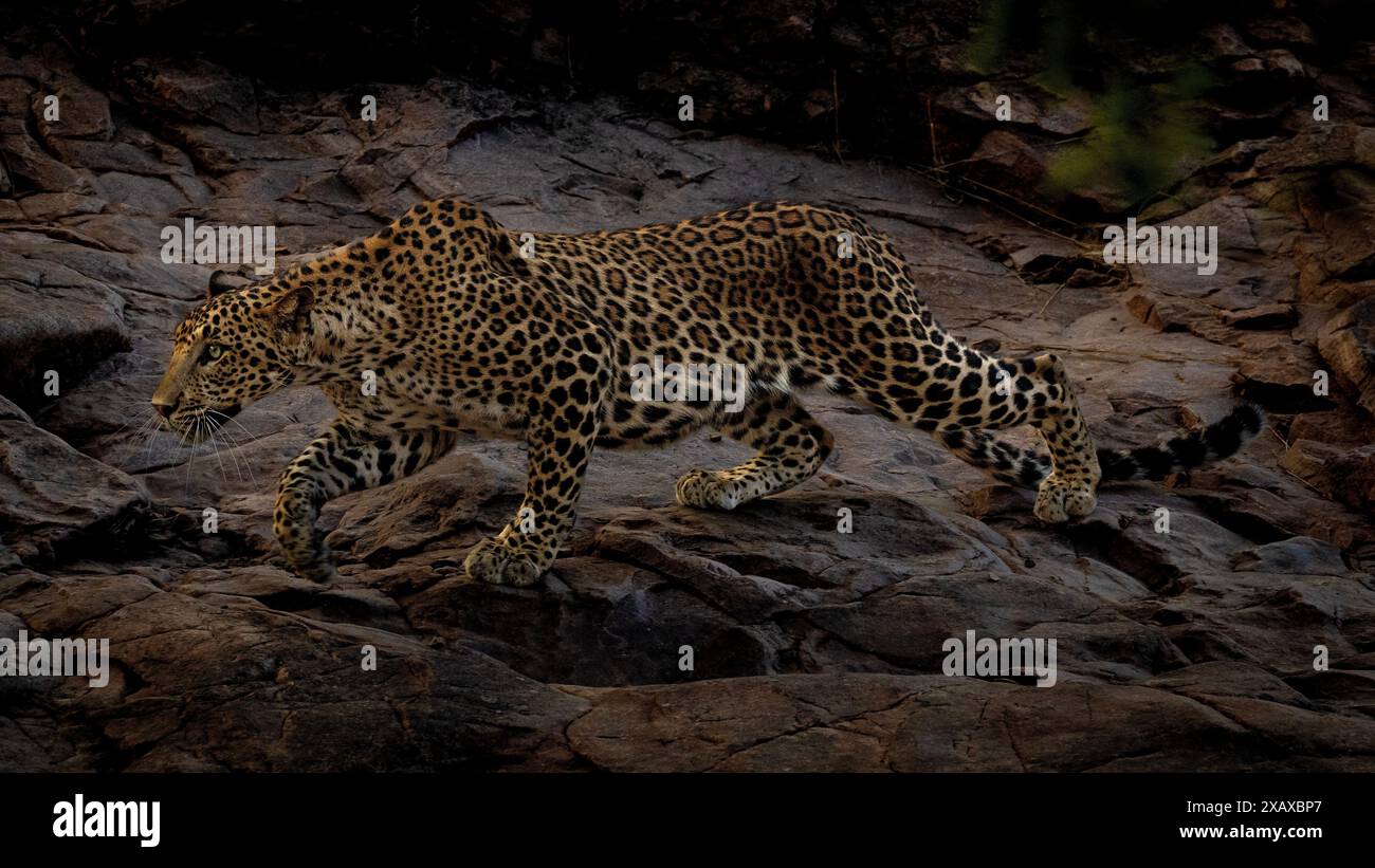 Indian leopard stalking in Ranthambore Stock Photo