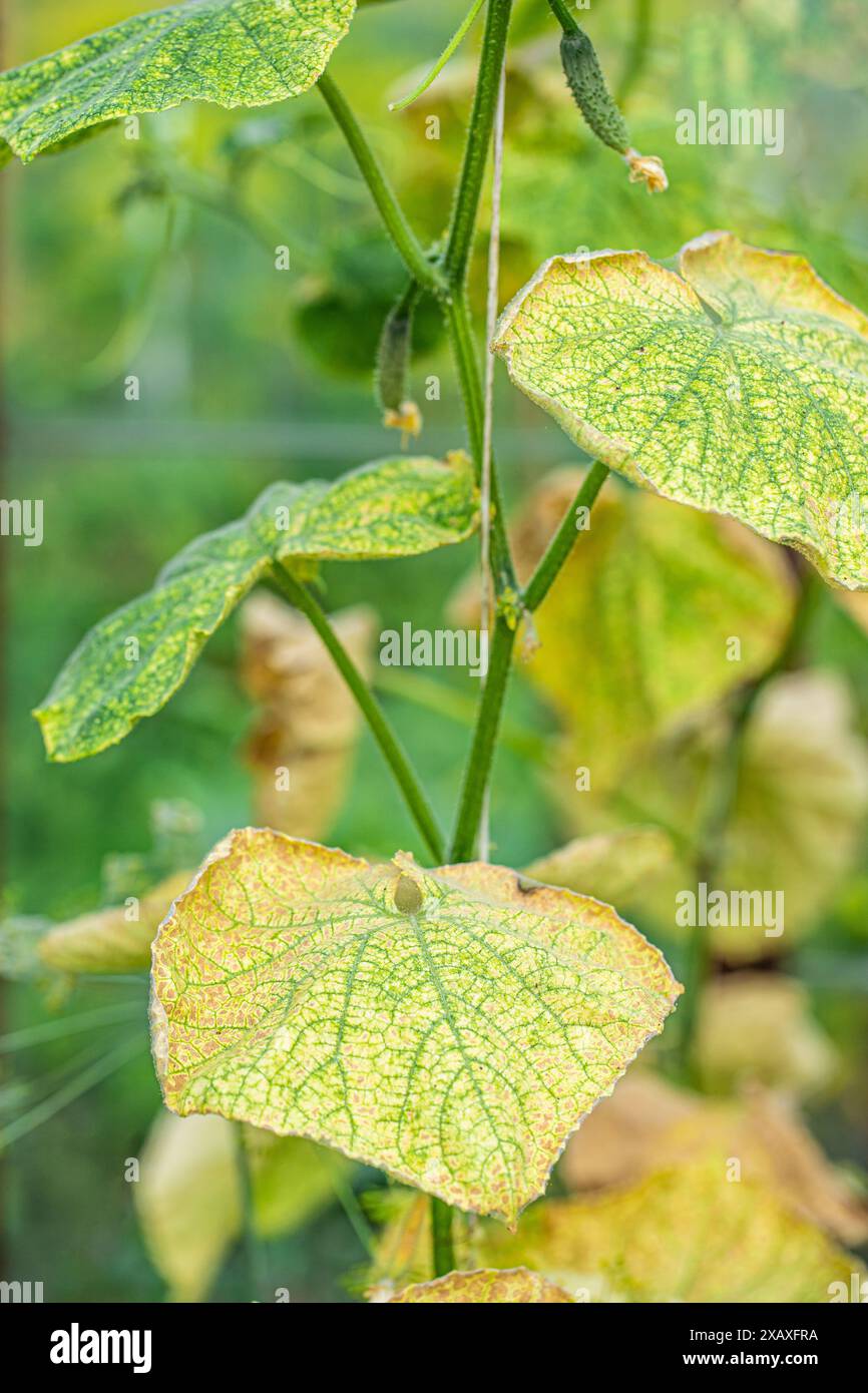 Disease  symptom on cucumber plant Stock Photo
