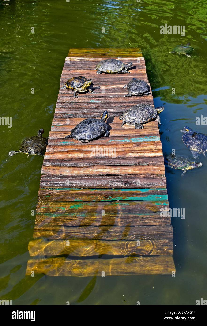 D'Orbigny's slider, water turtle (Trachemys dorbigni brasiliensis Stock ...