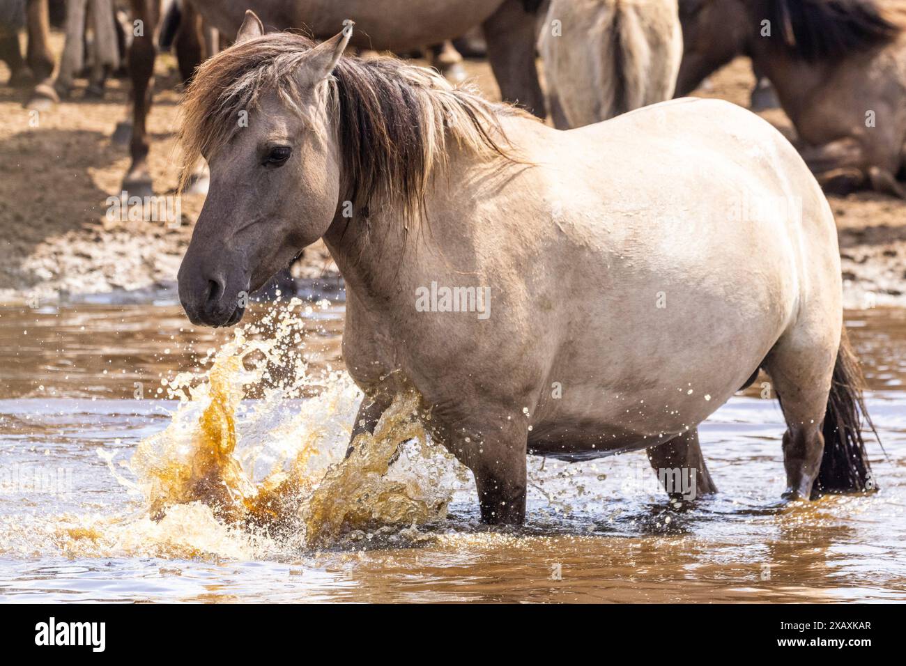 Dülmen, NRW, Germany. 09th June, 2024. A mare cools down in the water. The horses enjoy today's sunshine and warm temperatures with a splash in the water. The now c400 strong herd of Dülmen wild horses (also called The Dülmener), a breed that is classified as gravely endangered, lives in semi feral conditions near the small town of Dülmen. Credit: Imageplotter/Alamy Live News Stock Photo