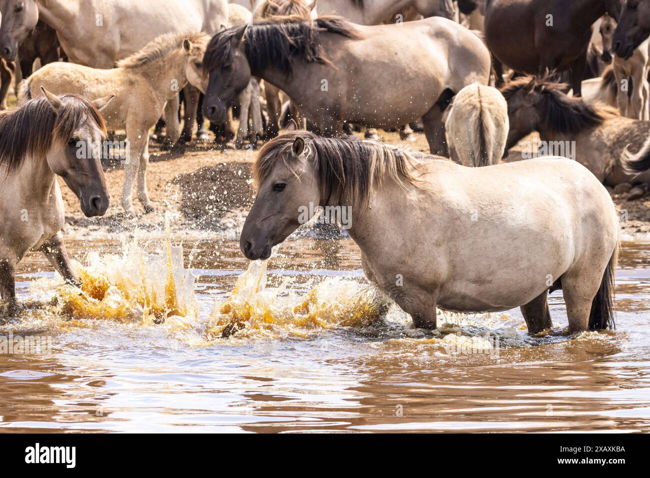 Dülmen, NRW, Germany. 09th June, 2024. A mare cools down in the water. The horses enjoy today's sunshine and warm temperatures with a splash in the water. The now c400 strong herd of Dülmen wild horses (also called The Dülmener), a breed that is classified as gravely endangered, lives in semi feral conditions near the small town of Dülmen. Credit: Imageplotter/Alamy Live News Stock Photo