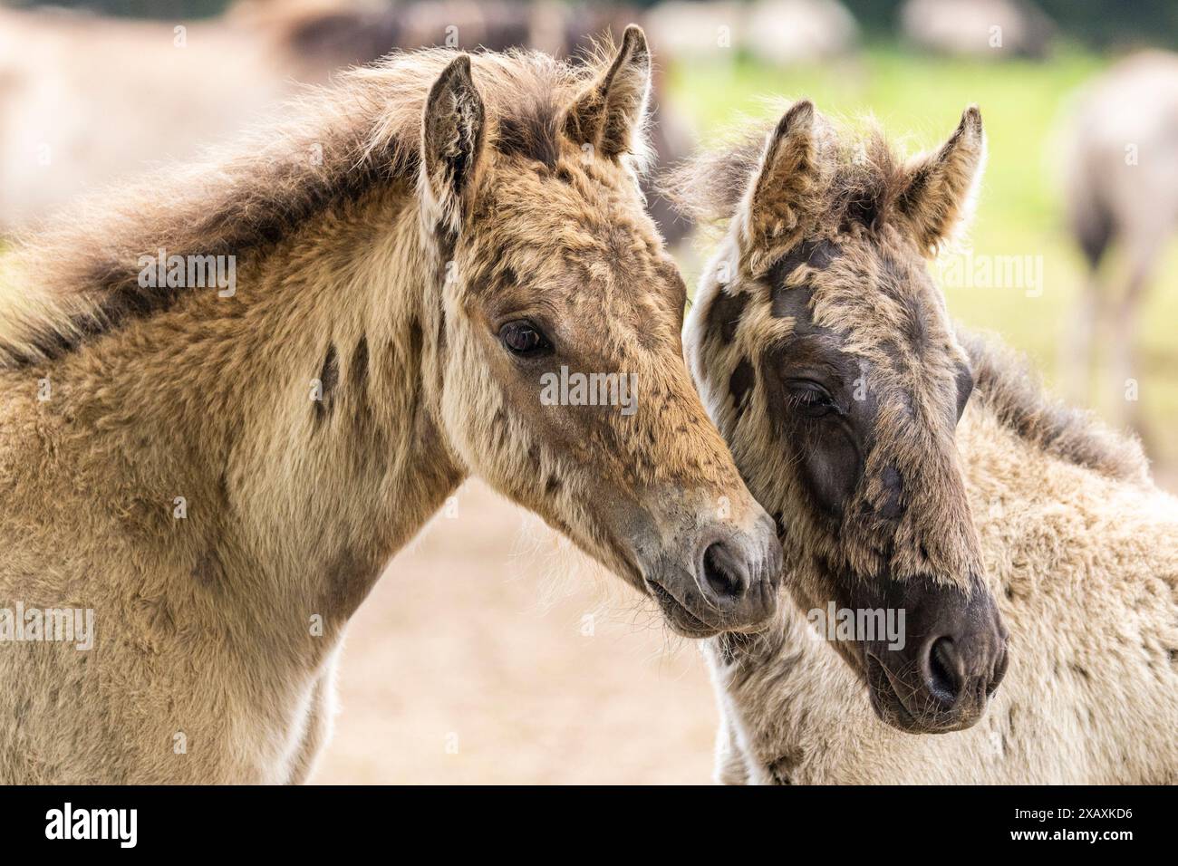 Dülmen, NRW, Germany. 09th June, 2024. Two foals sluggle up in the sunshine. The horses enjoy today's sunshine and warm temperatures with a splash in the water. The now c400 strong herd of Dülmen wild horses (also called The Dülmener), a breed that is classified as gravely endangered, lives in semi feral conditions near the small town of Dülmen. Credit: Imageplotter/Alamy Live News Stock Photo