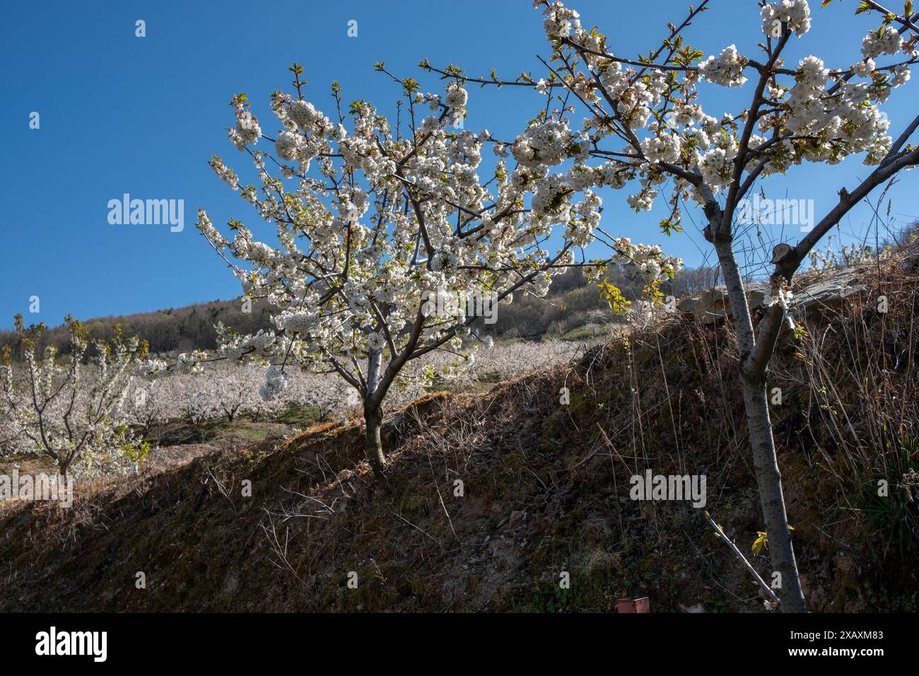 Cherry blossom trees. Fundão, Castelo Branco, Portugal Stock Photo