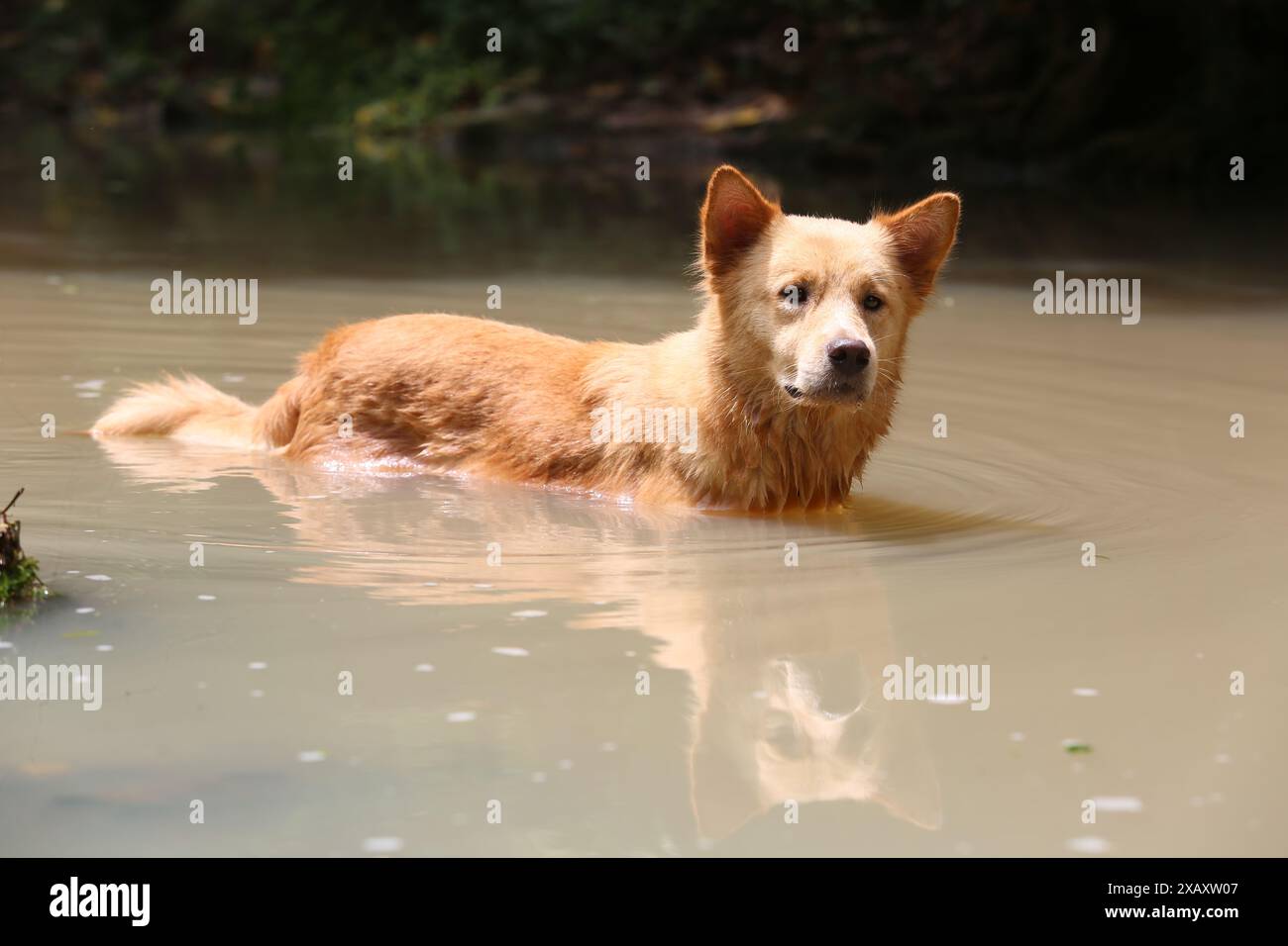 Philippine local breed Askal dog cooling off in river, extreme heat wave in Philippines & Southeast Asia, Stock Photo