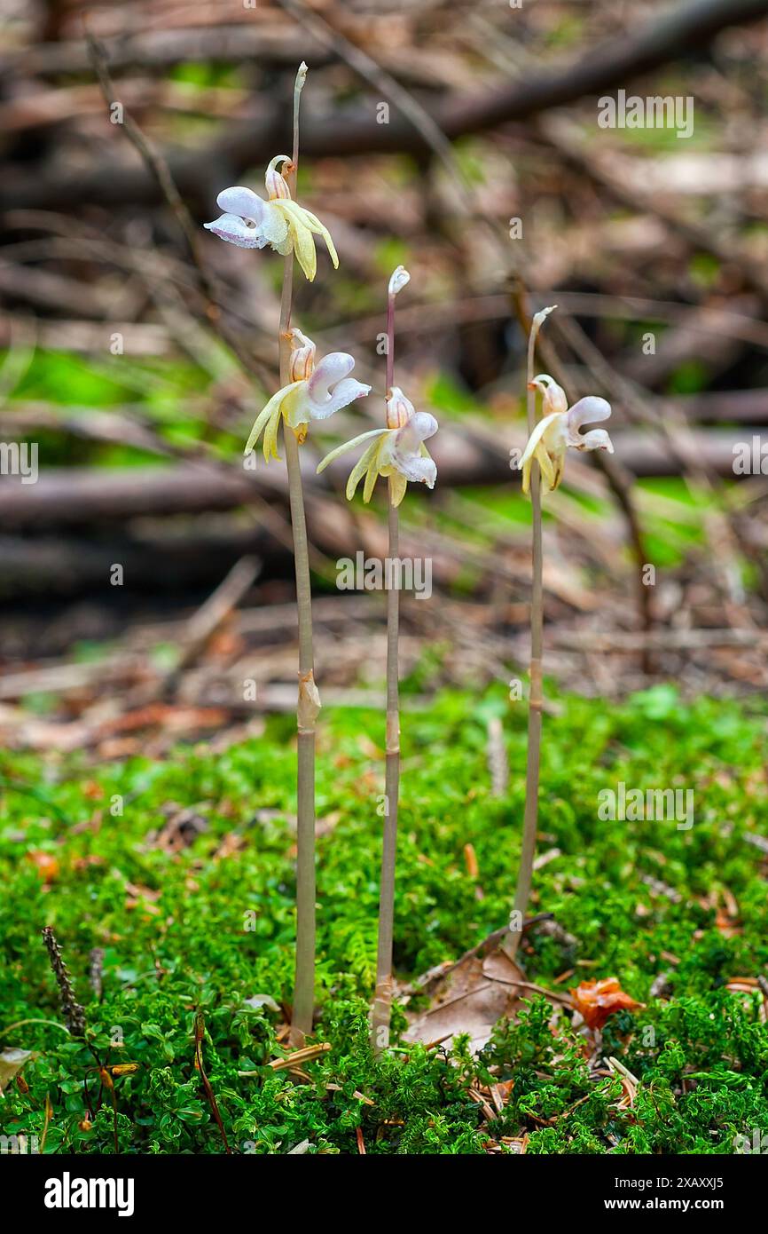 Ghost orchid (Epipogium aphyllum). wild saprophytic orchid. Stock Photo