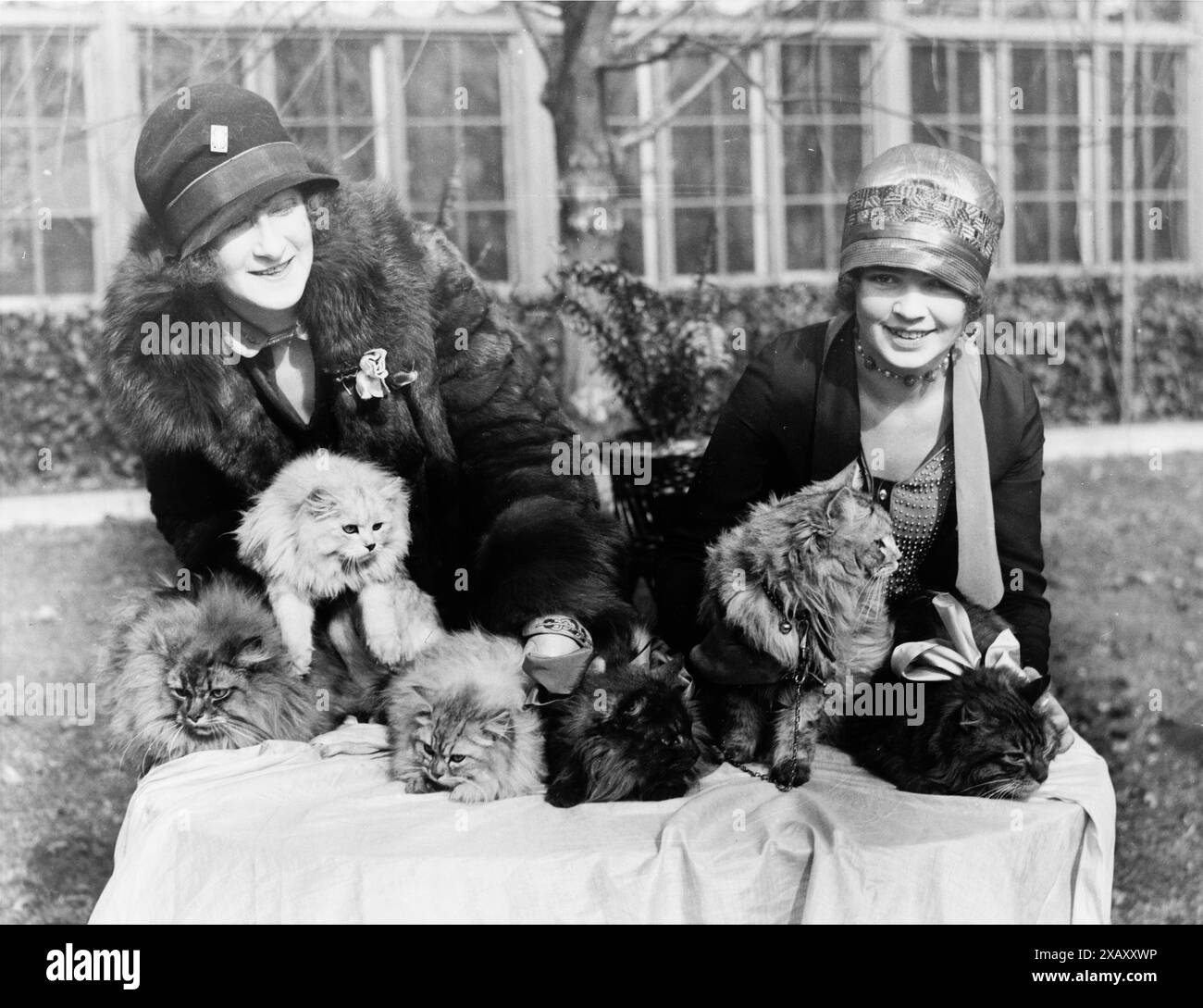 Two women, Edna B. Doughty and Louise Grogan, pose with Persian cats at the Washington Cat Show held at the Wardman Park Hotel in the 1920s. Stock Photo