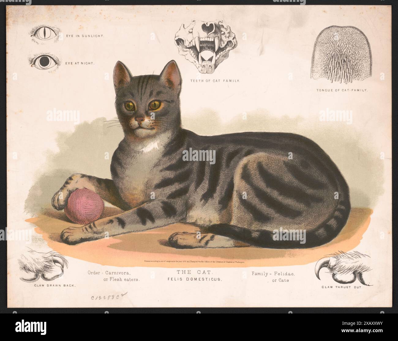 A vintage illustration featuring a domestic tabby cat lying down, resting its paw on a ball of yarn. Detailed anatomical diagrams of feline features are shown above and below the cat. (1872) Stock Photo