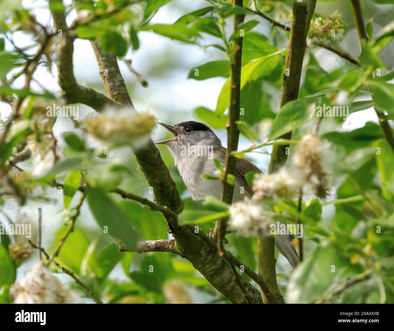 Blackcap Sylvia atricapilla singing from a tree in the Somerset Levels UK Stock Photo