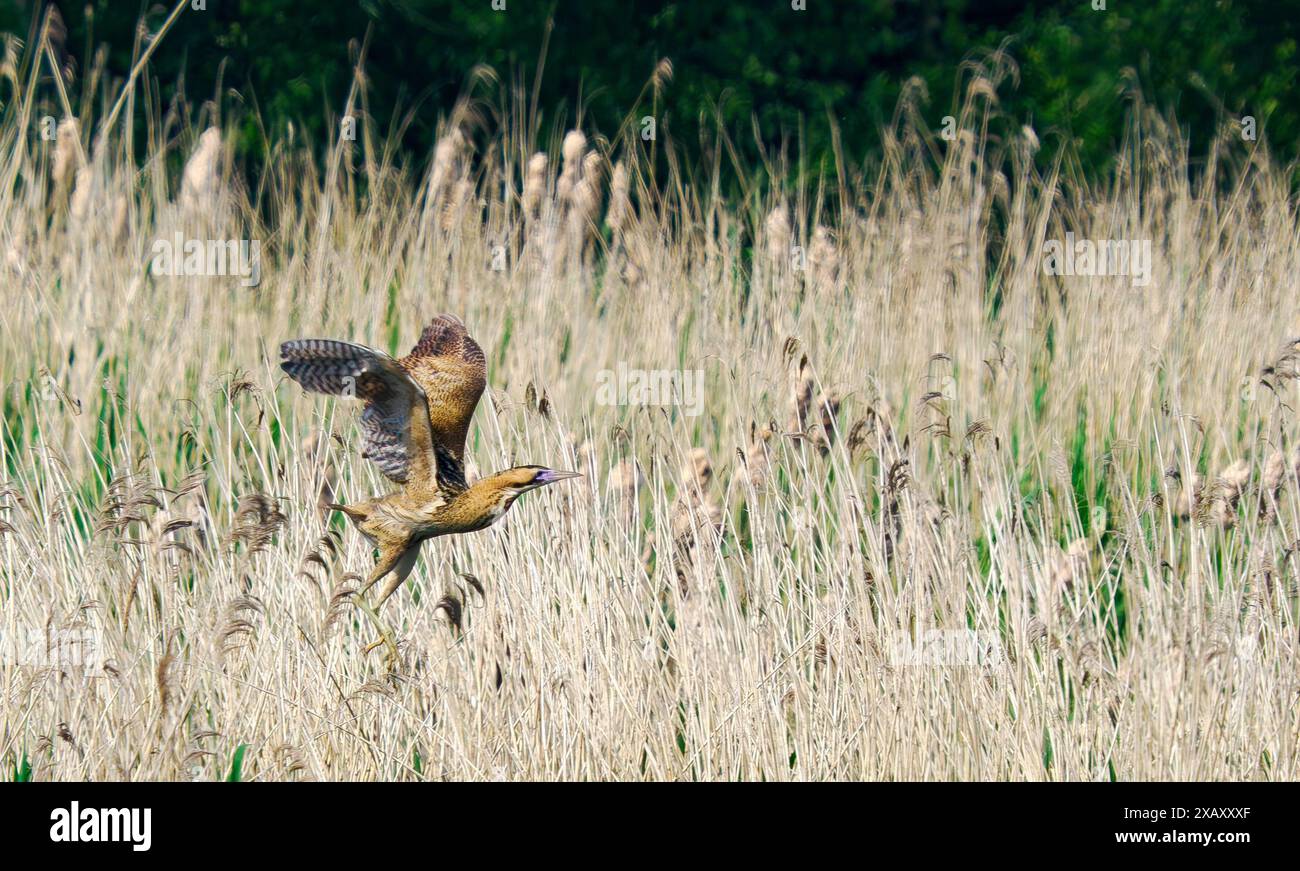 Bittern Botaurus stellaris taking flight from reed bed at Ham Wall on the Somerset Levels UK Stock Photo