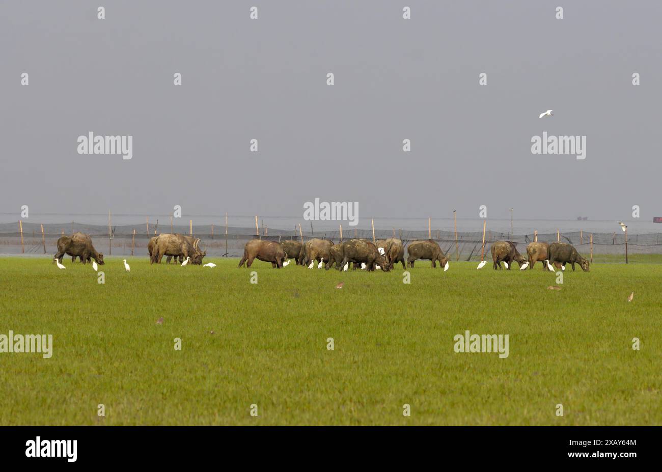 Domestic water buffalo on the beach.this photo was taken from Chittagong,Bangladesh. Stock Photo