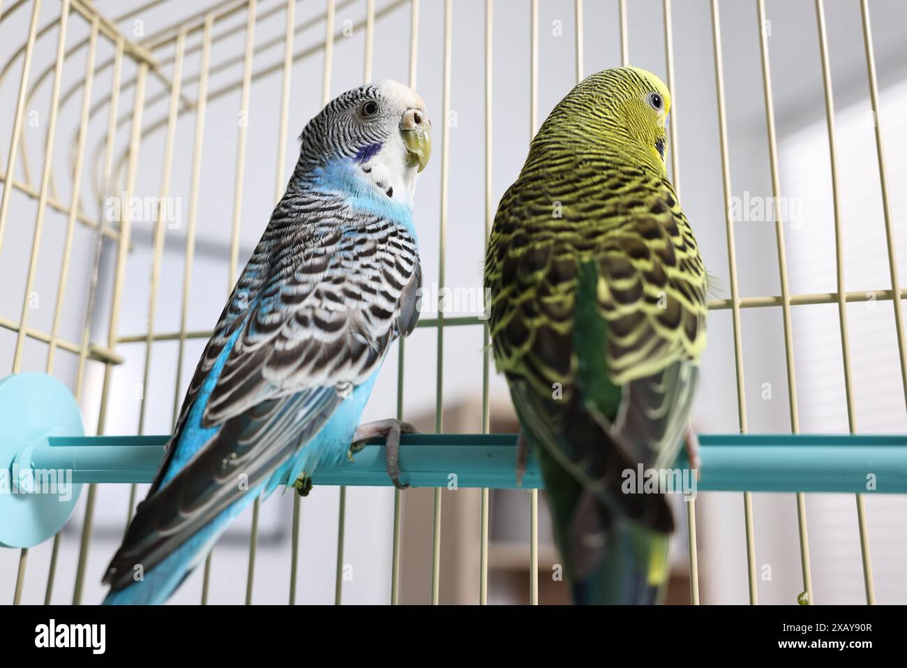 Picture of Beautiful bright parrots in cage indoors. Exotic pets Stock Photo - Alamy