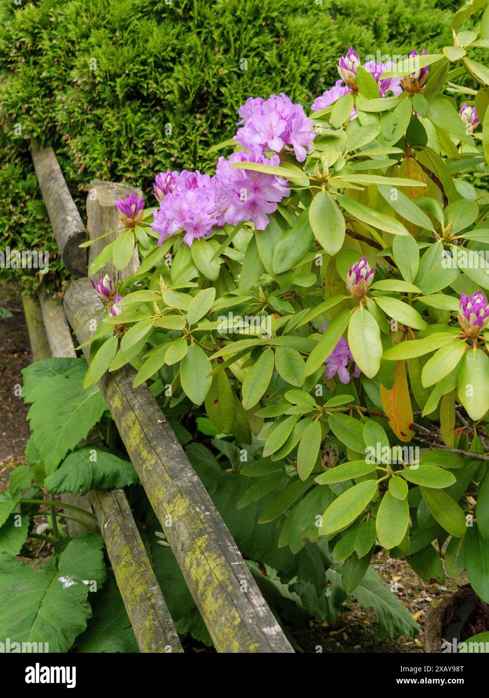 Old wooden fence flowers hi-res stock photography and images - Alamy