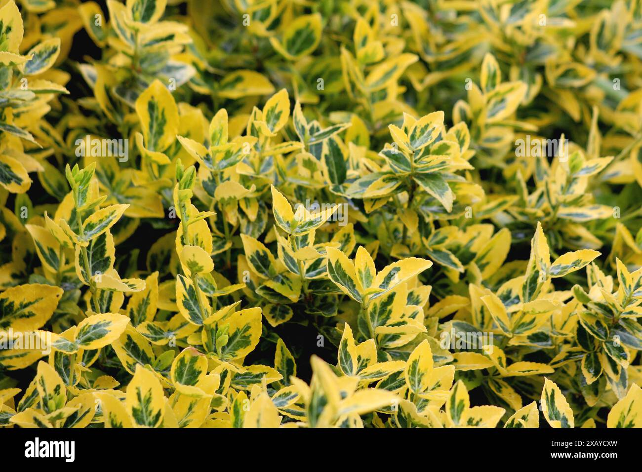 Golden Euonymus or Euonymus japonicus Aureo marginatus evergreen shrub