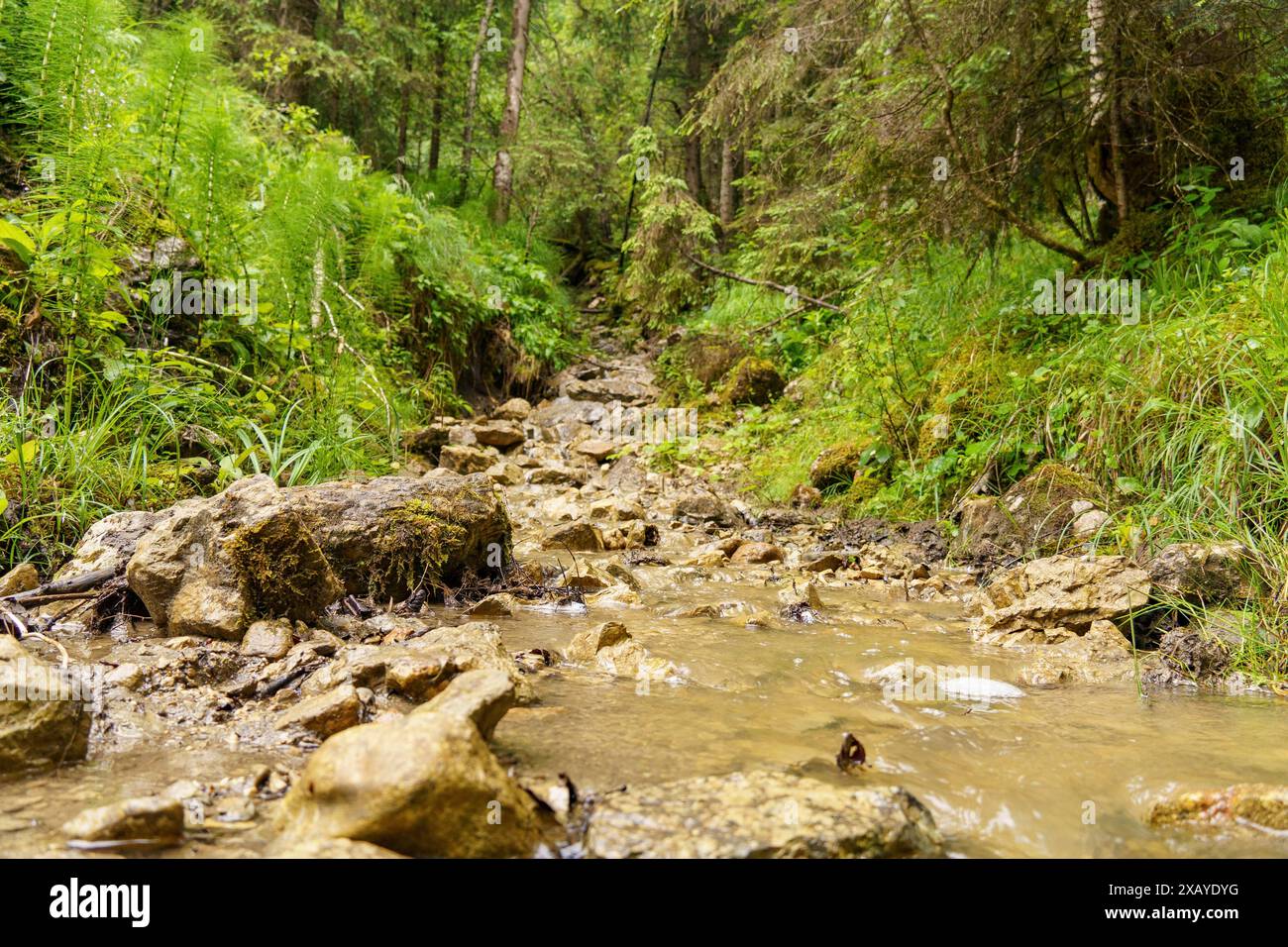 Small stream flows over stones hi-res stock photography and images - Alamy