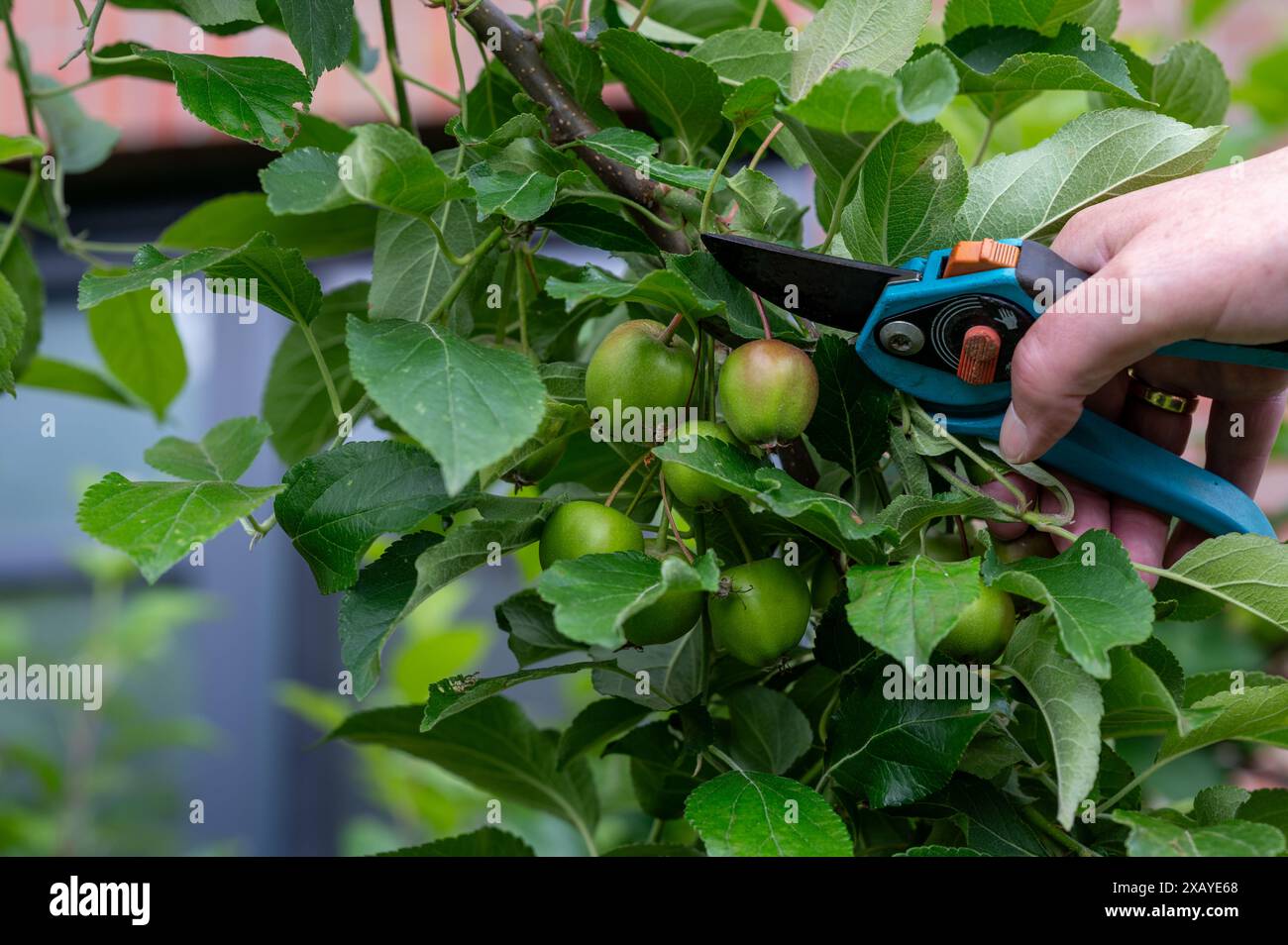 Thinning out apples of a apple tree in late spring. Stock Photo