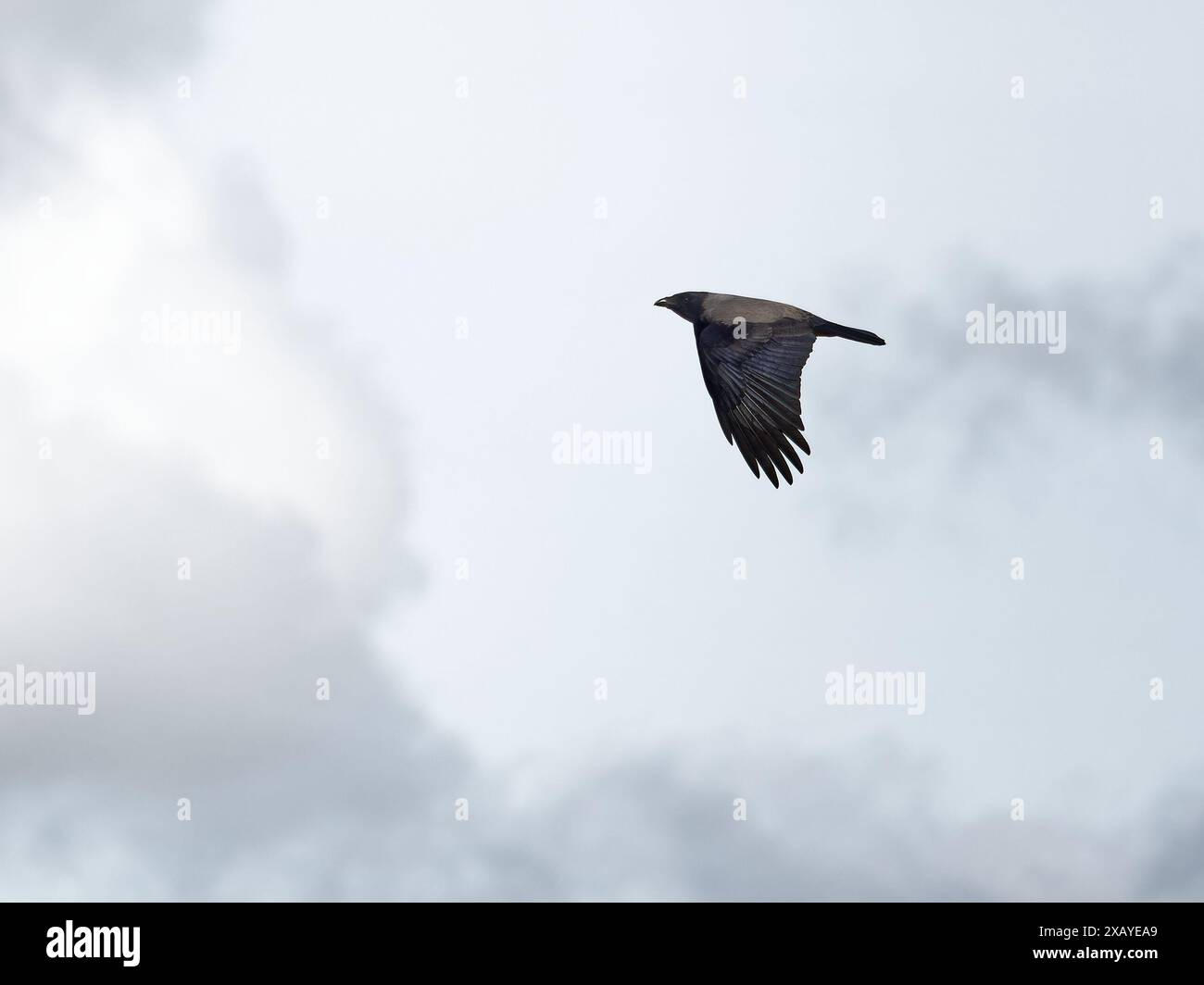 A solitary bird soars against a cloudy backdrop, its wings spread wide in mid-flight. Crow Stock Photo