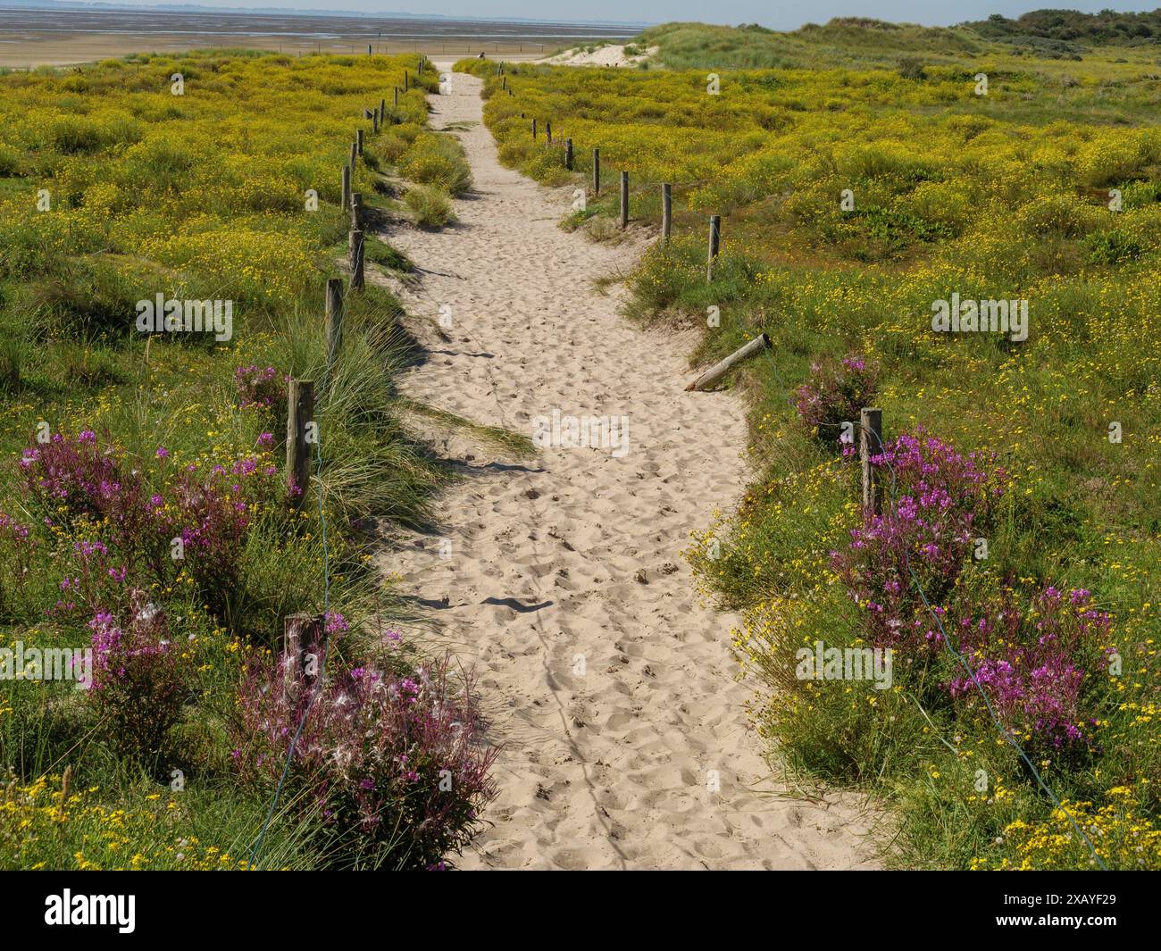 A sandy path leads through a grassy dune landscape, lined with yellow ...