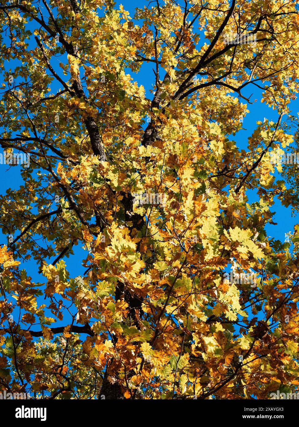 Canopy of bright yellow leaves hi-res stock photography and images - Alamy