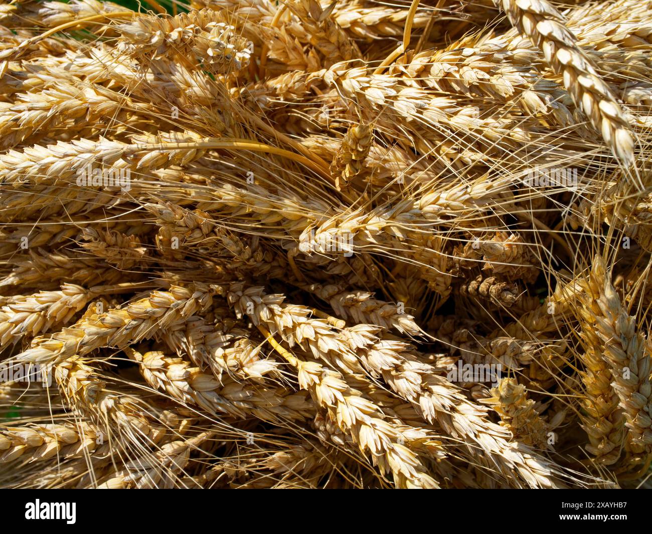 A vibrant display of golden wheat sheaves that encapsulates the essence ...