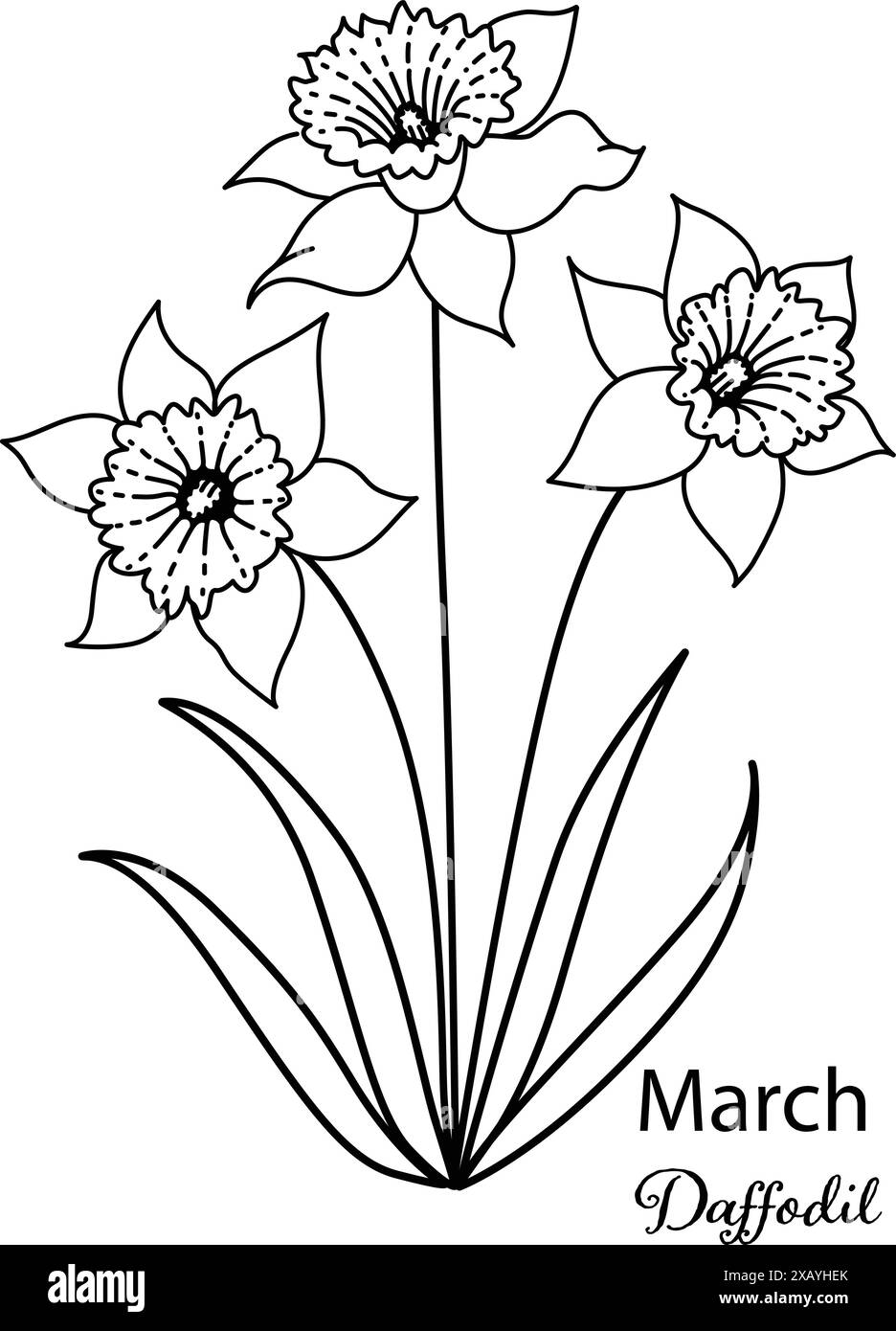 Birth month flower of March is Daffodil flower for printing engraving, laser cut, coloring and so on. Vecter illustration. Stock Vector