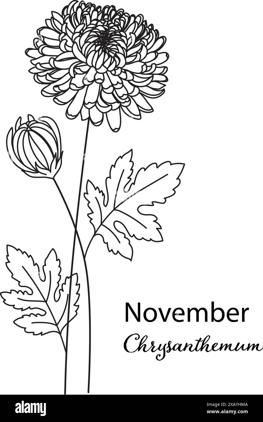 Birth month flower of November is Chrysanthemum flower for printing engraving, laser cut, coloring and so on. Vecter illustration. Stock Vector