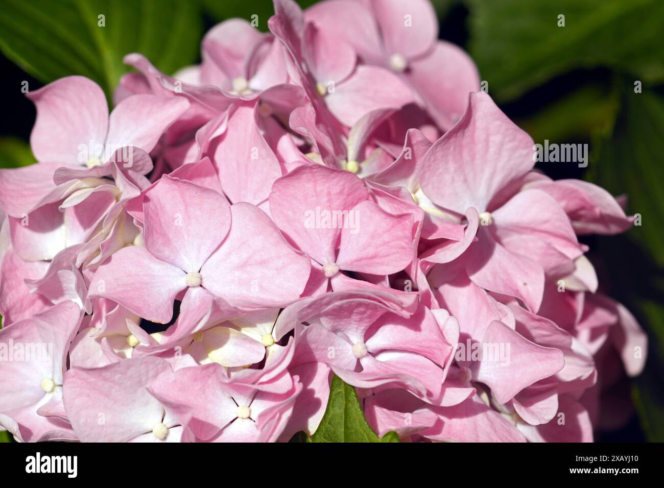 A close-up photograph of a pink hydrangea inflorescence. Summer in the ...