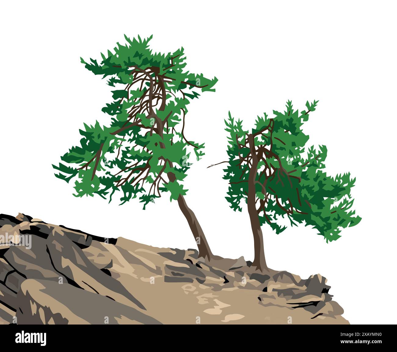 Trees, two pine trees on hill isolated on white sky background Stock Vector