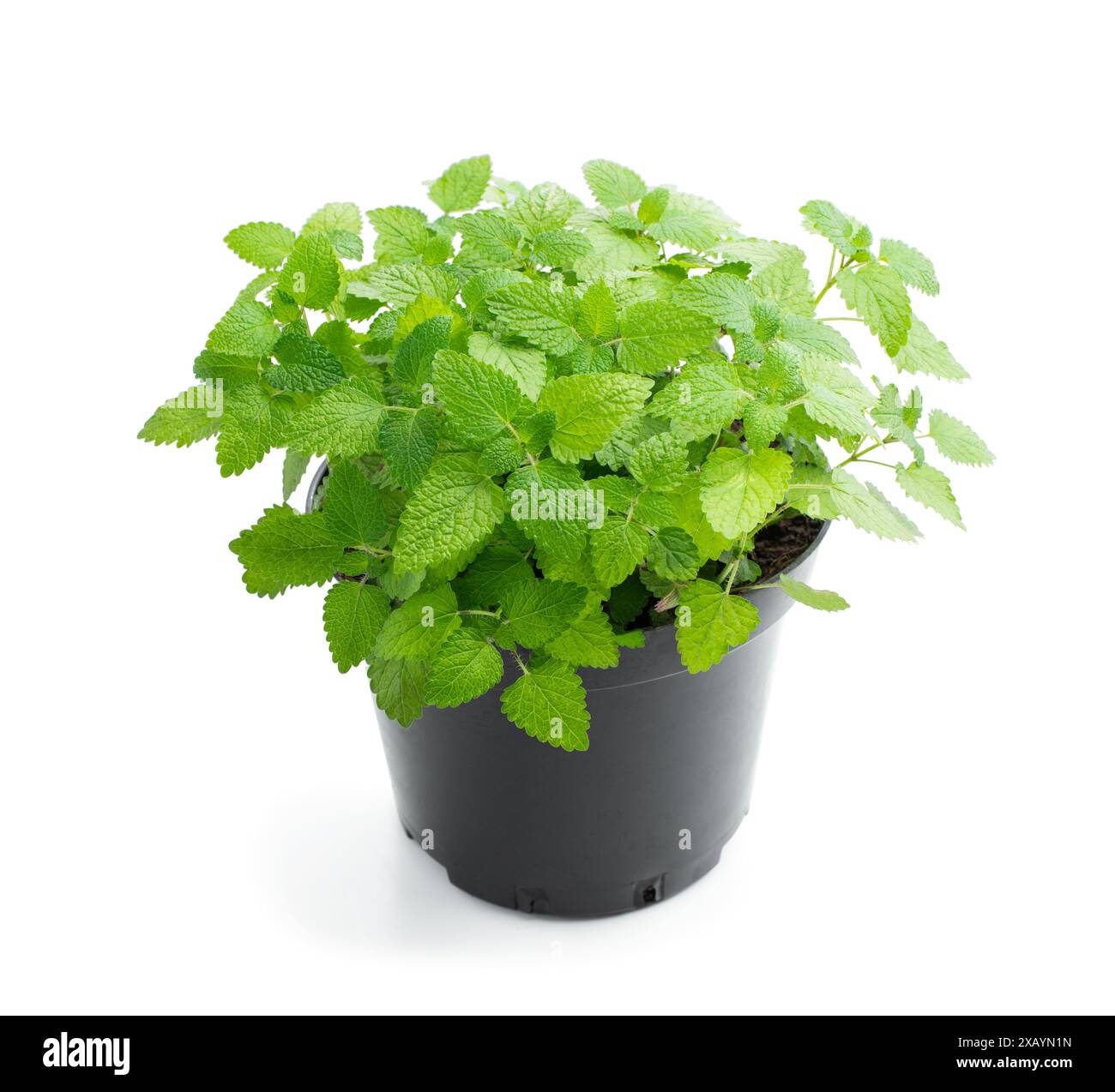 Fresh mint plant in pot isolated on a white background Stock Photo - Alamy