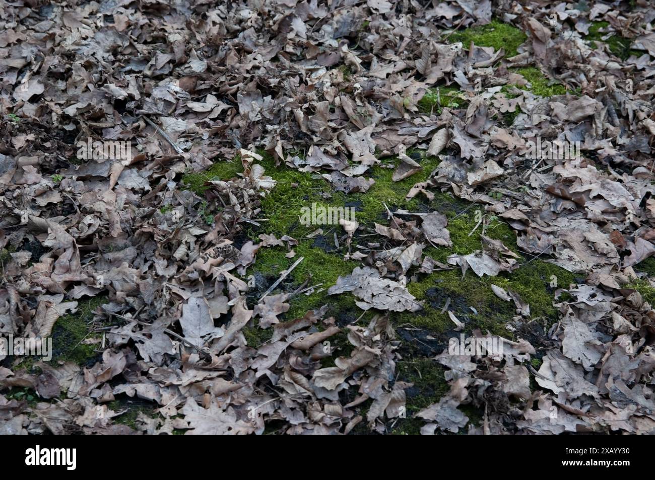 the ground covered with green moss and fallen oak leaves Stock Photo ...