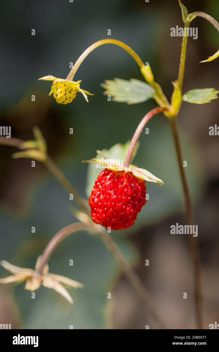 The forest strawberry hi-res stock photography and images - Alamy