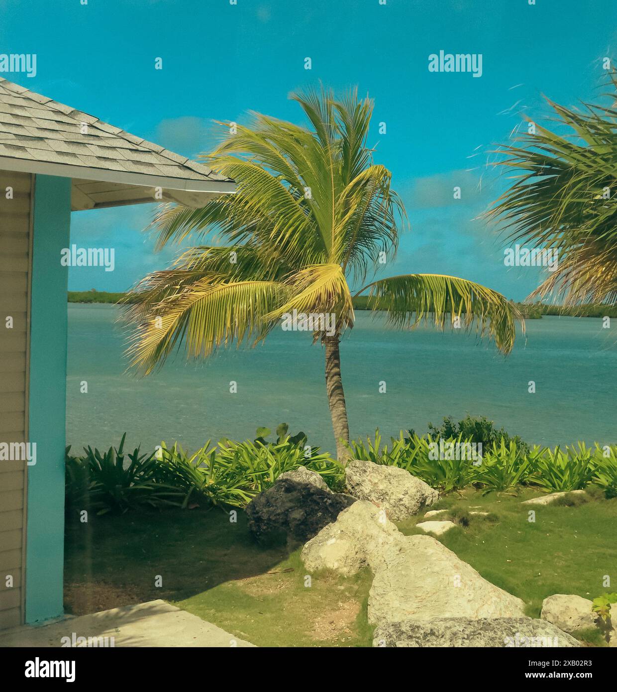 Palm on a beach in Cuba Stock Photo - Alamy