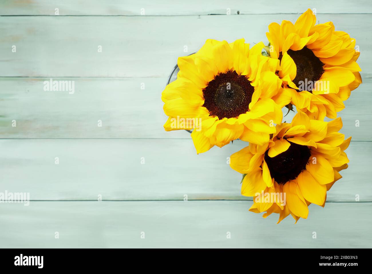 Top view of a bouquet of three yellow sunflowers in a glass vase over a ...
