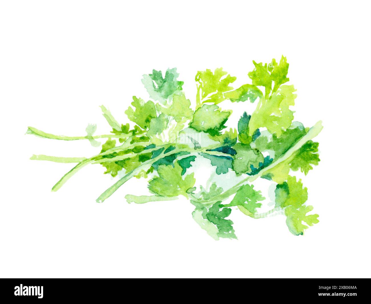 Watercolor Illustration of Fresh Cilantro Leaves, Ideal for Culinary Designs and Creative Projects Stock Photo