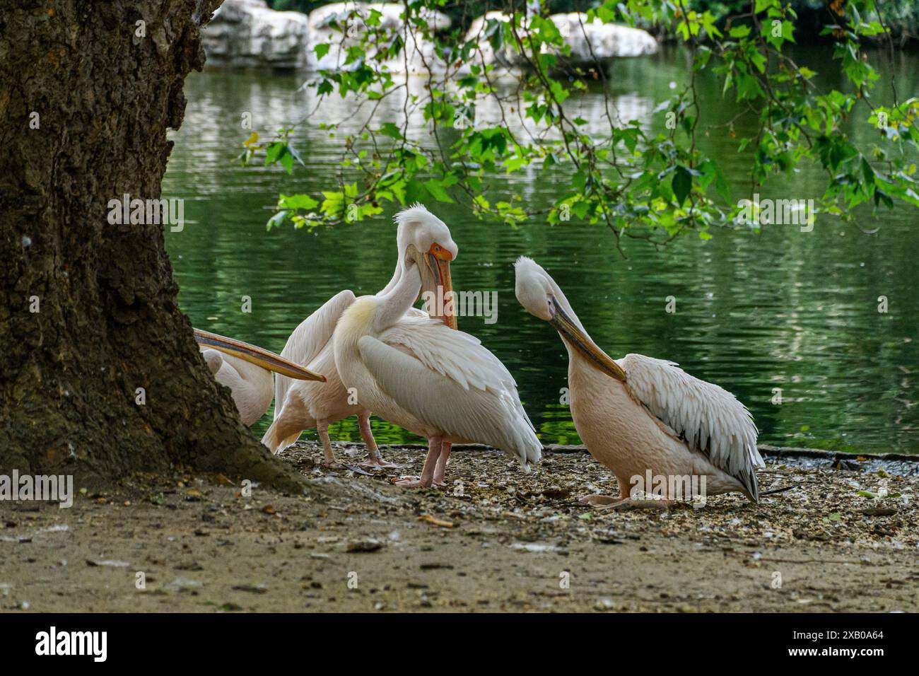 Wildlife birds in parks hi-res stock photography and images - Alamy