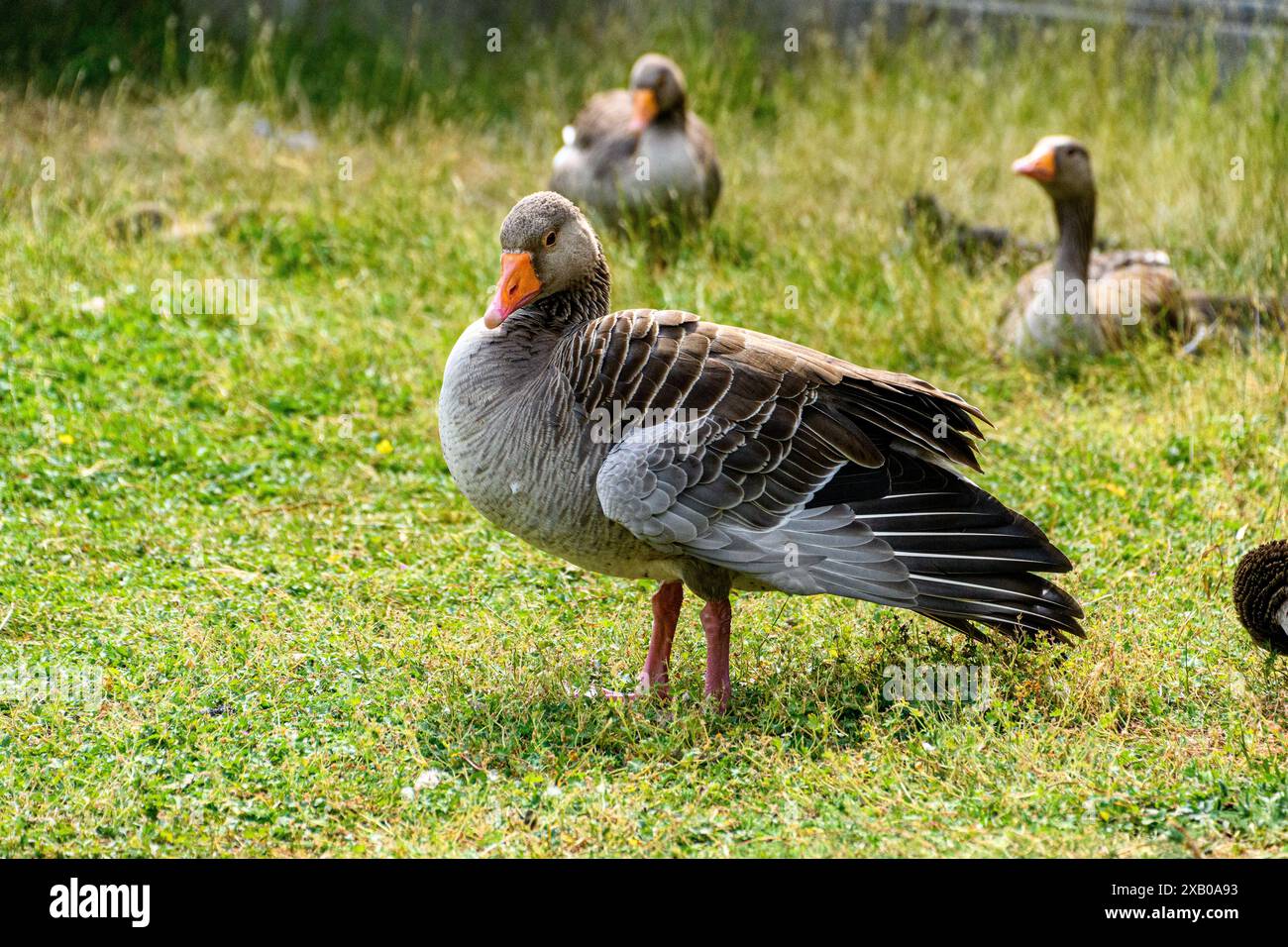 Wildlife birds in parks hi-res stock photography and images - Alamy