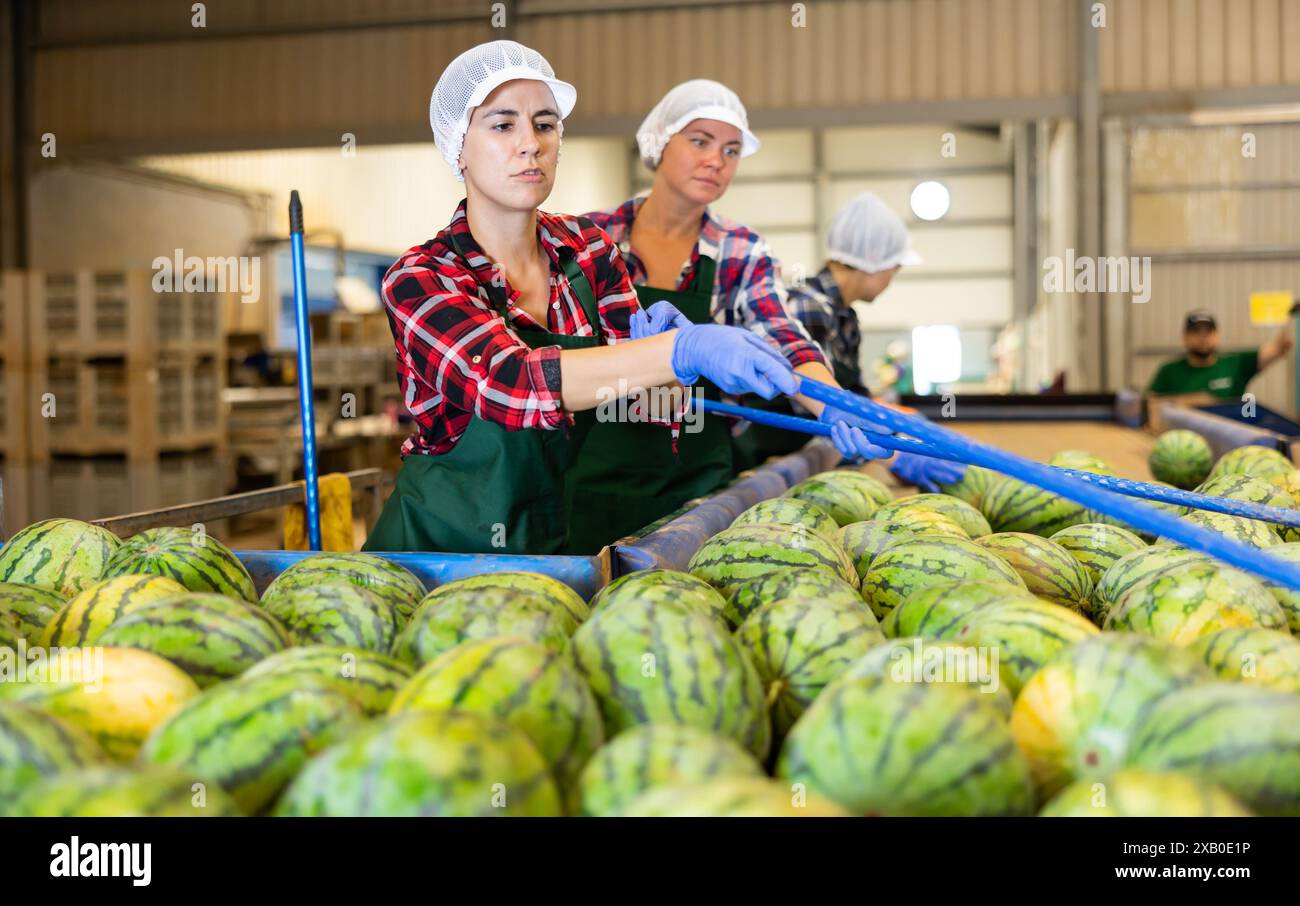 Line Loading Watermelons Hispanic woman working on watermelons sorting line in fruit warehouse ...