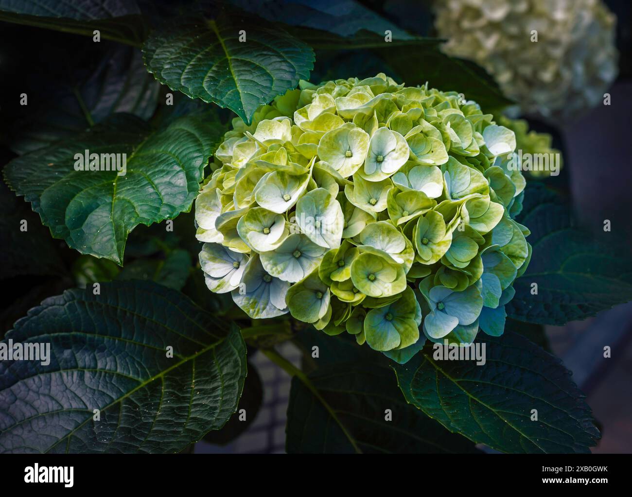 Unique Lime Green and Blue Hydrangea (Hydrangea macrophylla) Bloom in Shadow Stock Photo